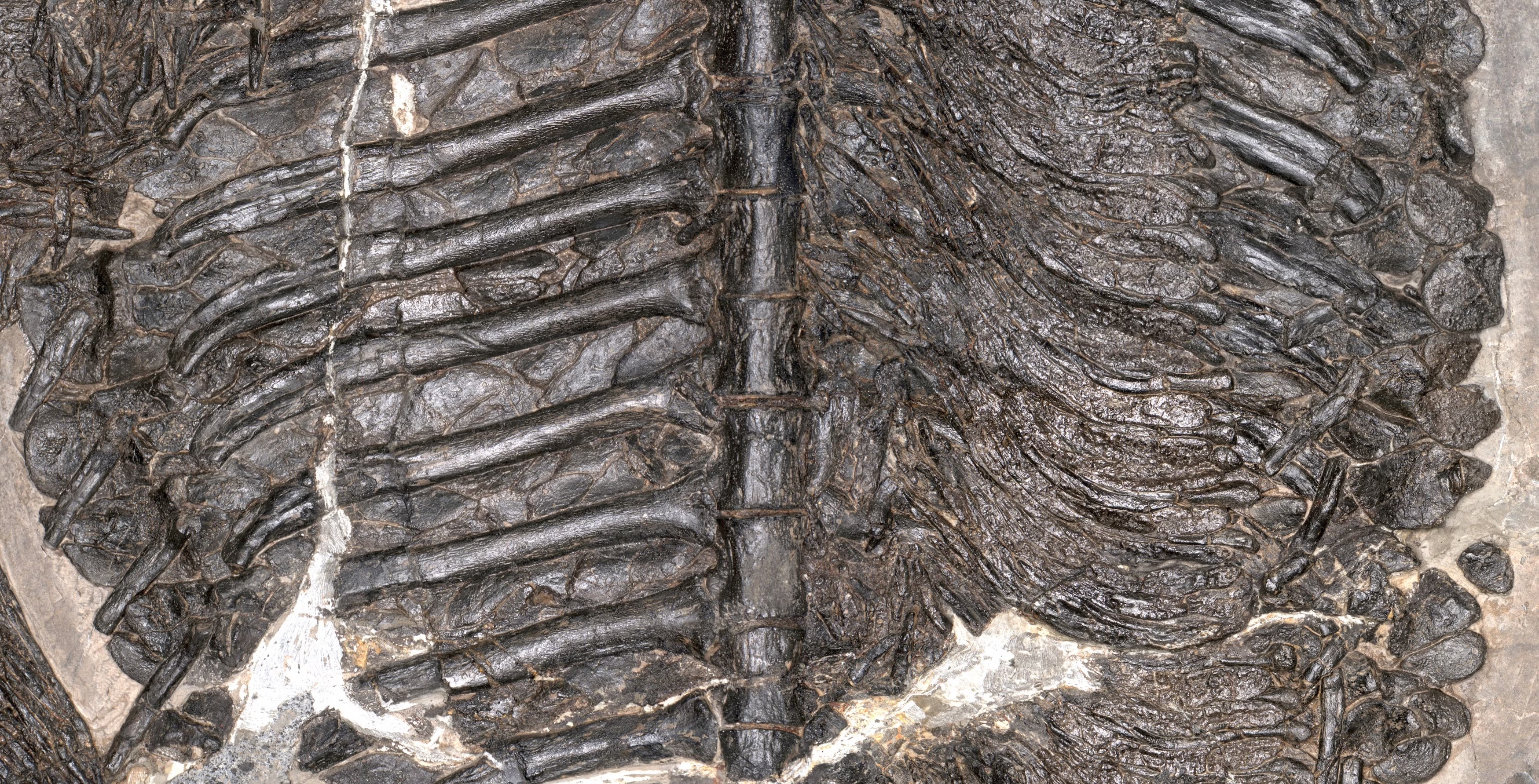 Fossilized vertebral column and ribs embedded in beige rock