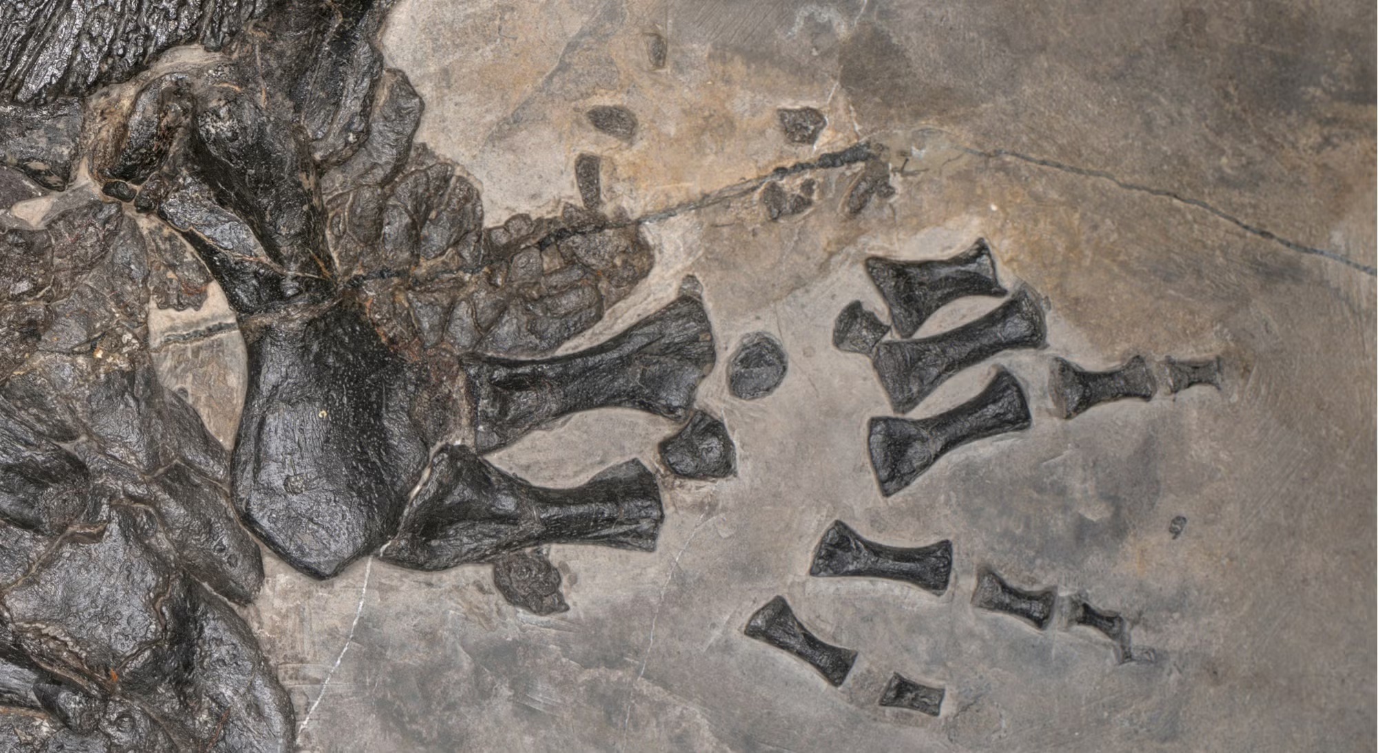 Partial fossil bones and vertebrae embedded in gray rock slab