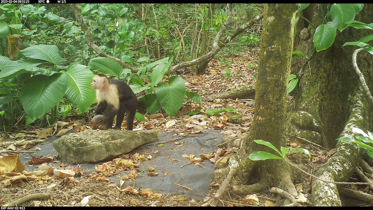 A capuchin monkey uses a stone