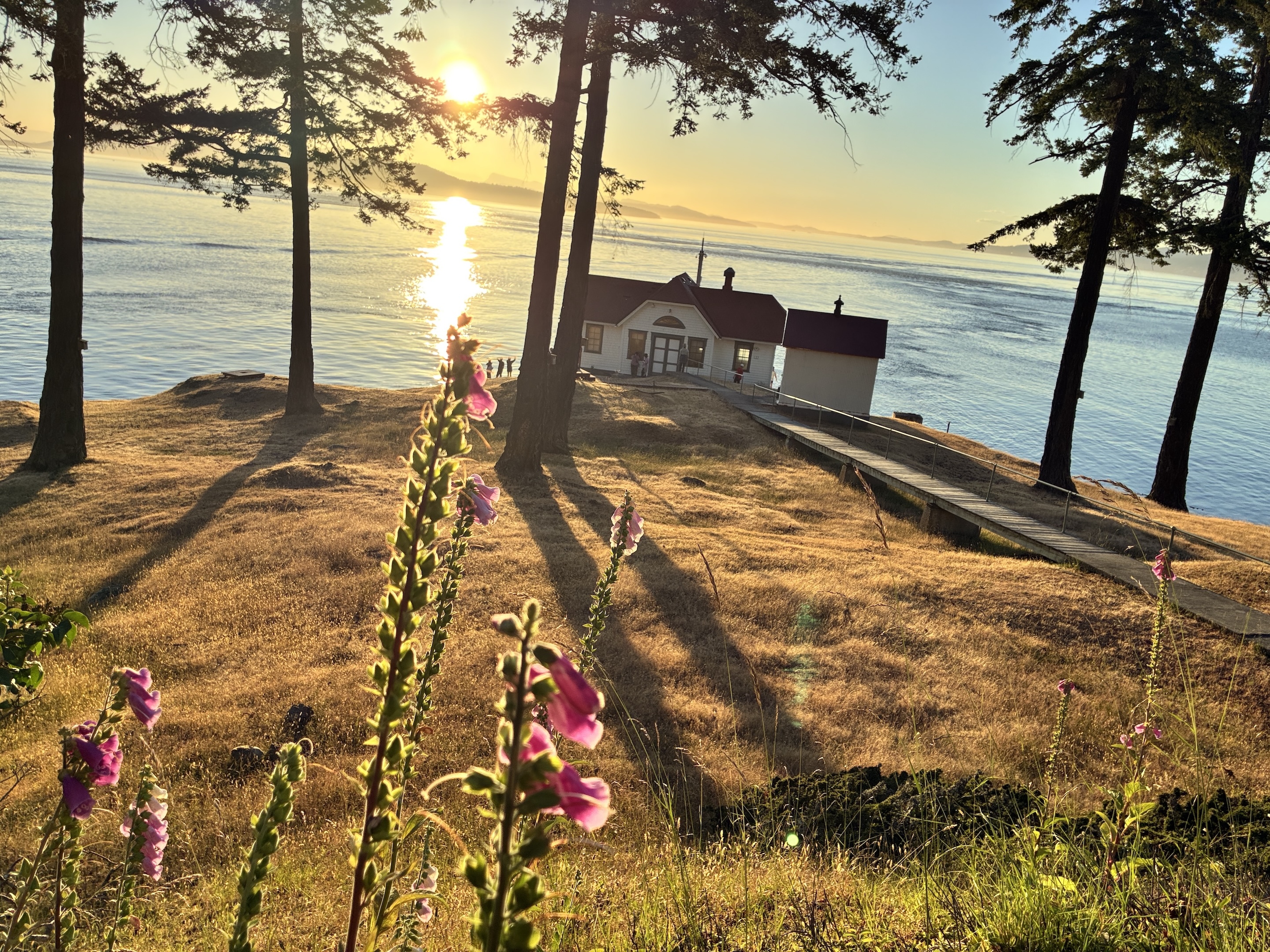 Cottage by the water at sunset, grassy slope, tall trees and pink hollyhocks in foreground