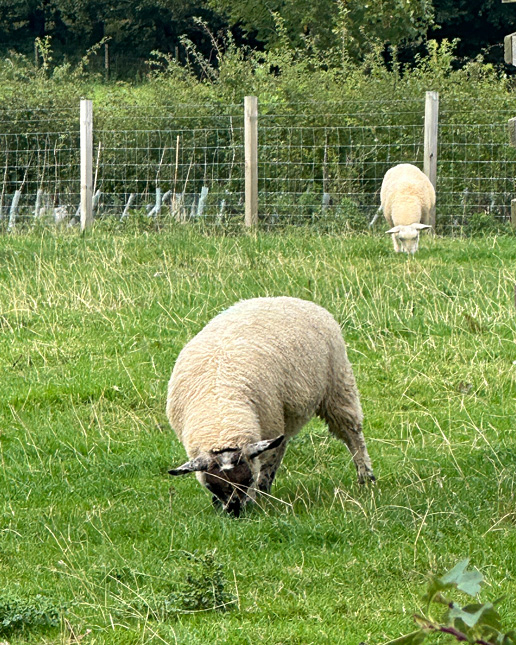 Two sheep grazing in a grassy field with a fence in the background.