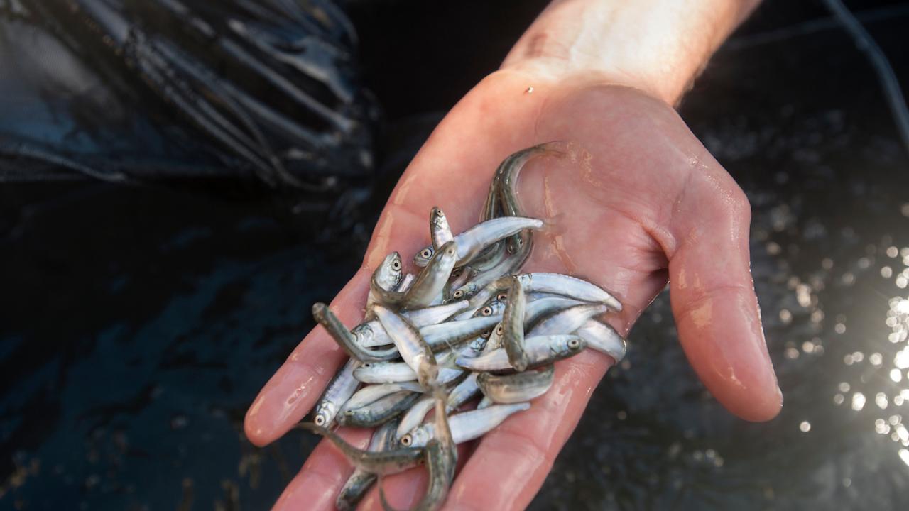 Wet hand holding a handful of small silvery fish over sunlit water