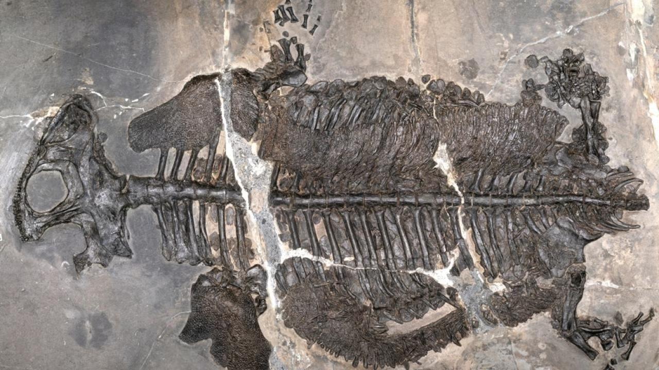 Fossilized turtle skeleton preserved in gray rock slab (photograph)