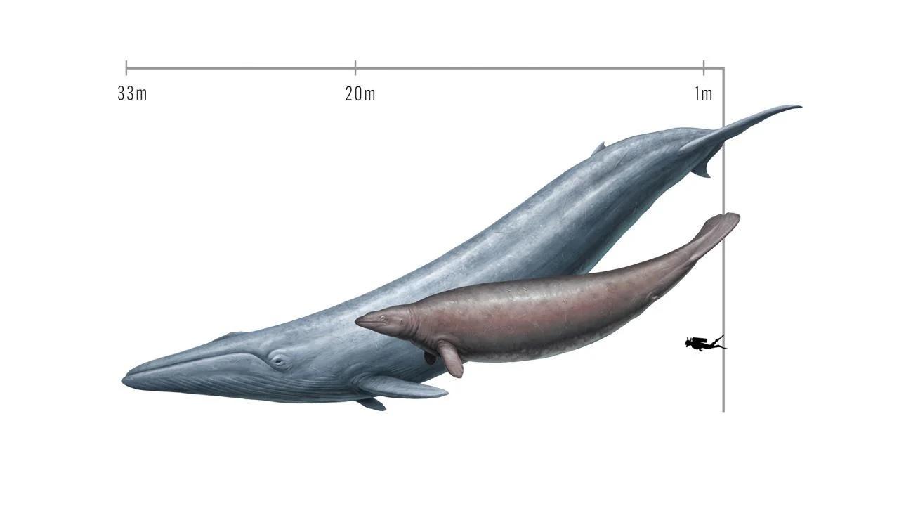 Fossil Whale