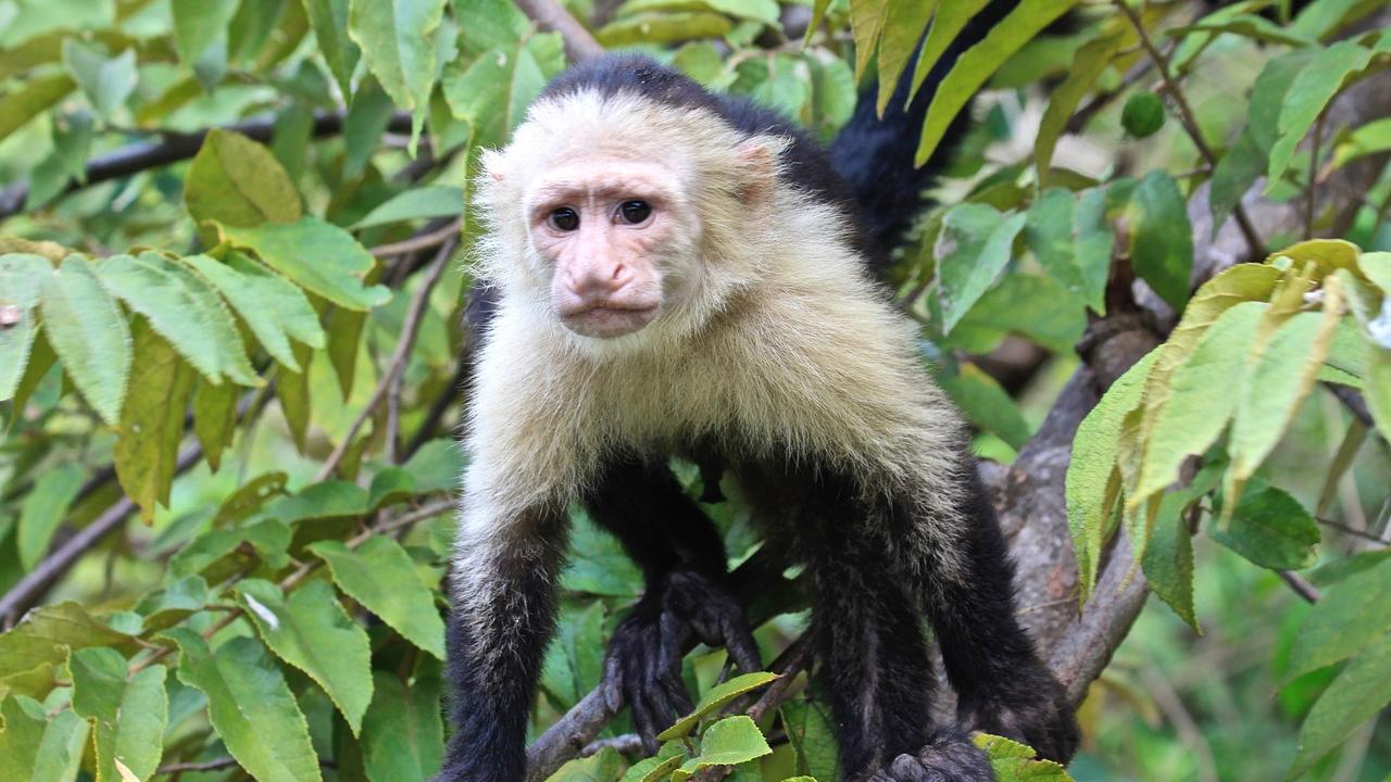 White-faced capuchin monkey