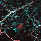 A microscopic view of a neuron and its connection, illuminated in red and blue. 